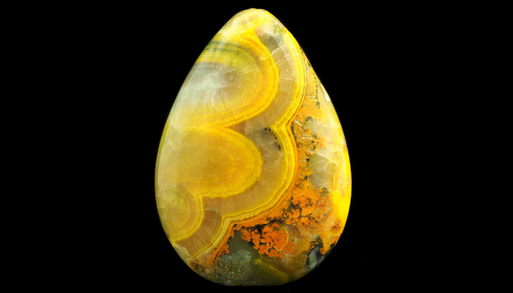 Bumblebee Jasper